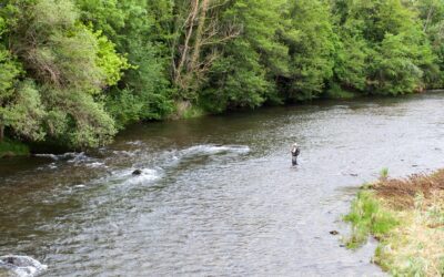 Pêche en 1ère Catégorie : Une Immersion Nature à Proximité